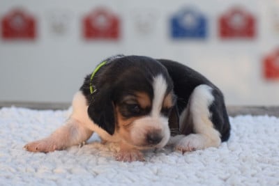Basset Hound