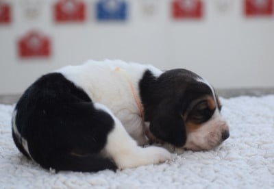 Femelle collier beige - Basset Hound