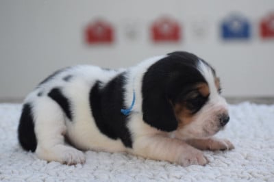 Mâle collier bleu - Basset Hound