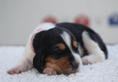 Mâle collier rouge - Basset Hound
