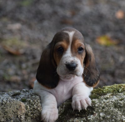 Les chiots de Basset Hound