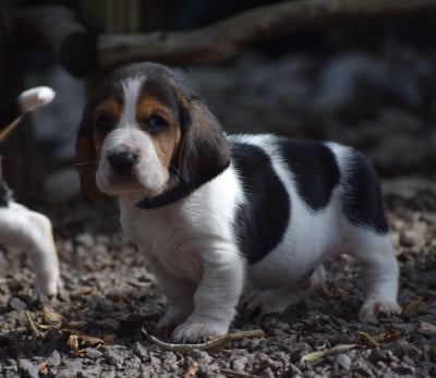 Les chiots de Basset Hound