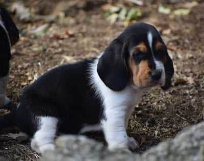 Les chiots de Basset Hound