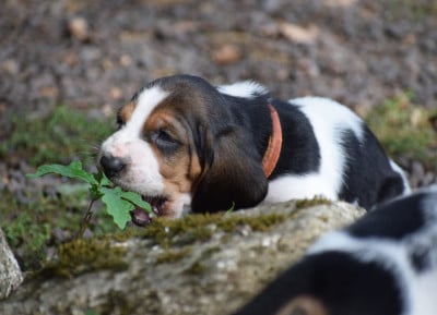 Les chiots de Basset Hound