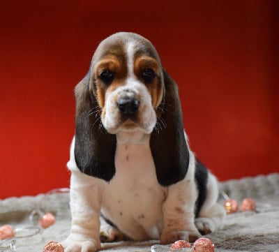 Les chiots de Basset Hound