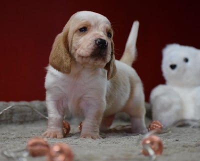 Les chiots de Basset Hound