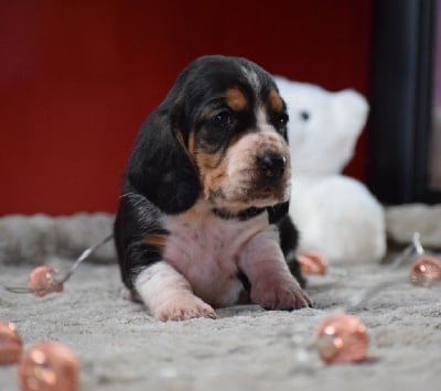 Les chiots de Basset Hound