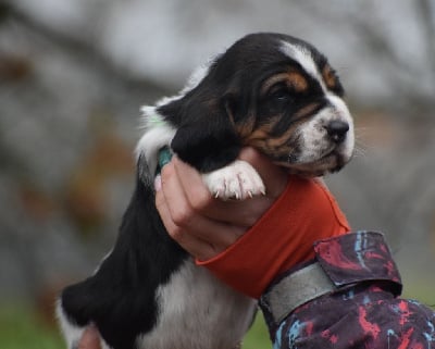 Les chiots de Basset Hound