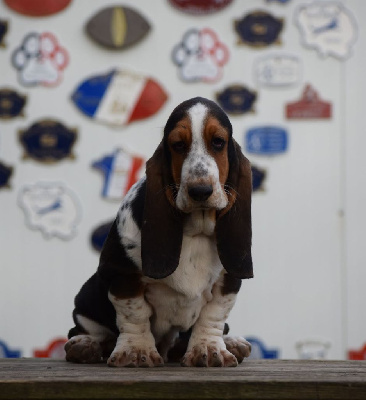 Les chiots de Basset Hound