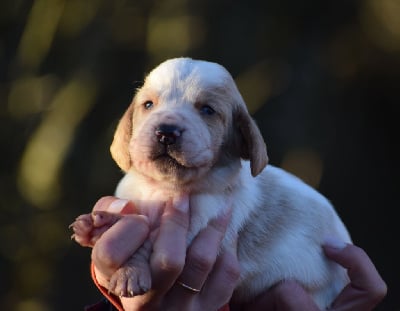 Mâle bicolore collier noir - Basset Hound