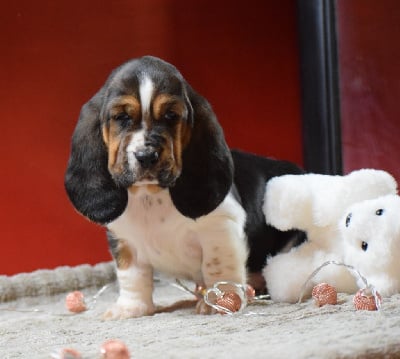 Les chiots de Basset Hound