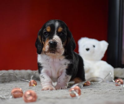 Les chiots de Basset Hound