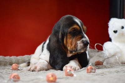 Les chiots de Basset Hound
