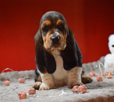 Les chiots de Basset Hound