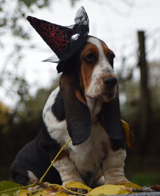 Les chiots de Basset Hound