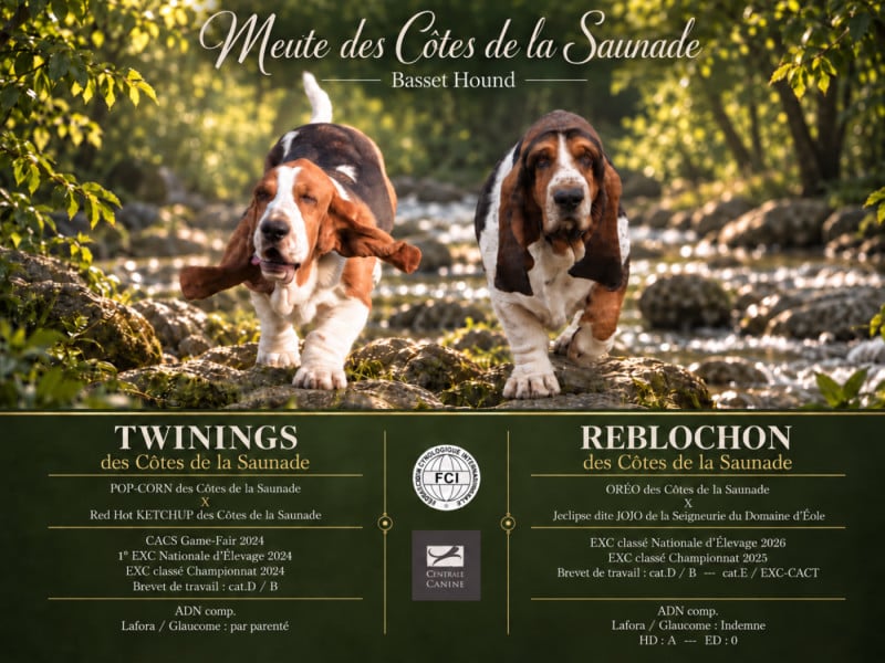 Basset Hound - des Cotes de la Saunade