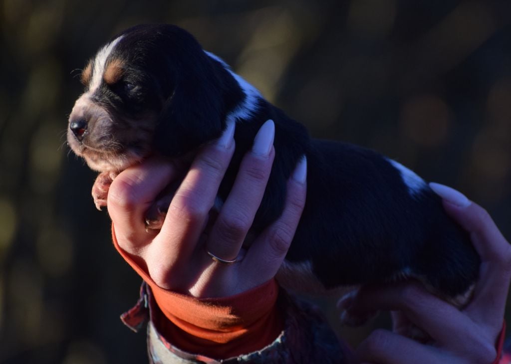 Femelle tricolore collier violet