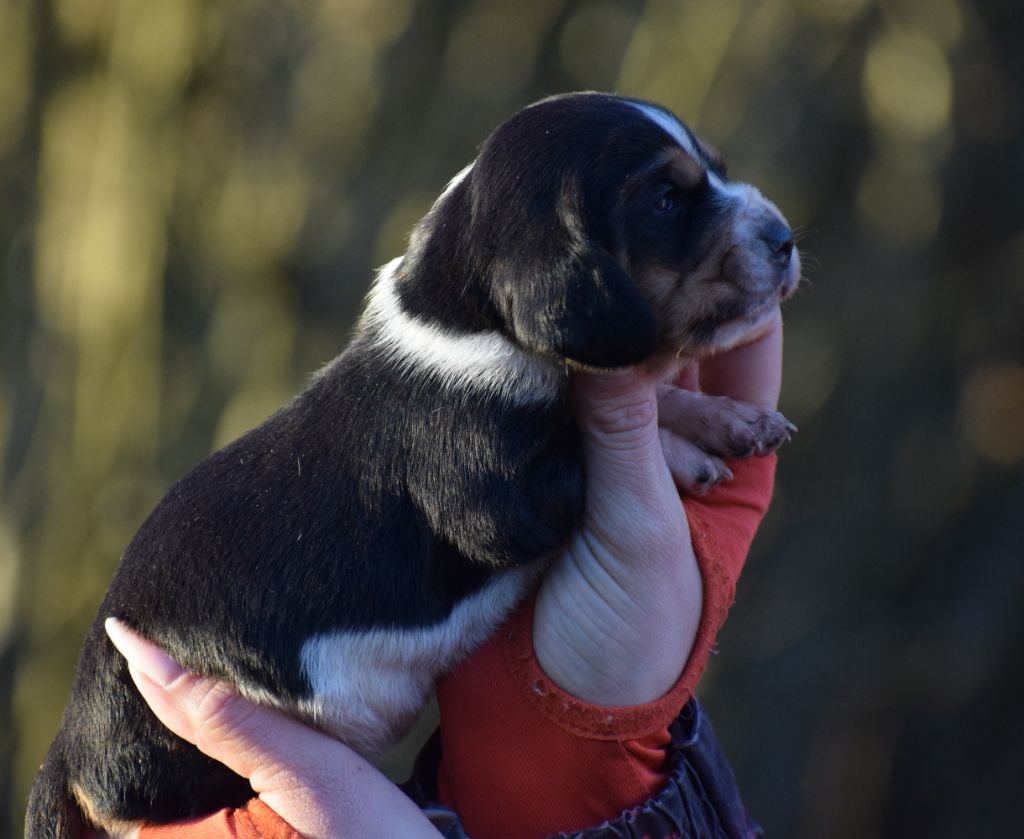 Femelle tricolore collier violet