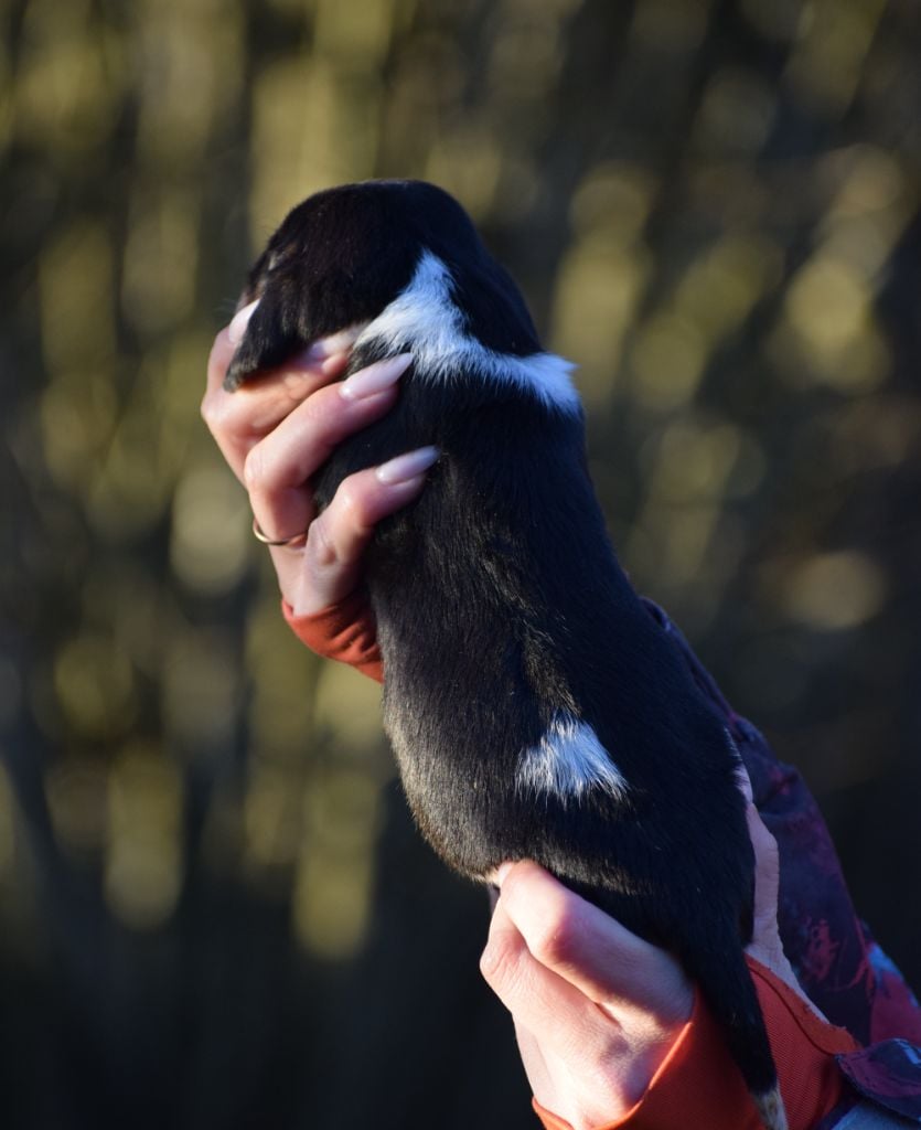 Femelle tricolore collier violet
