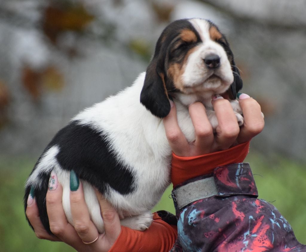 Femelle collier rose