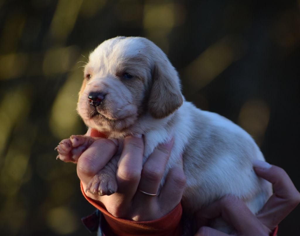 Mâle bicolore collier noir