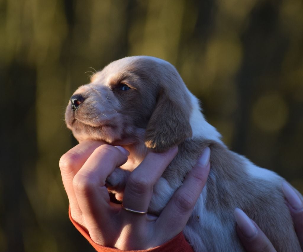 Femelle bicolore collier blanc