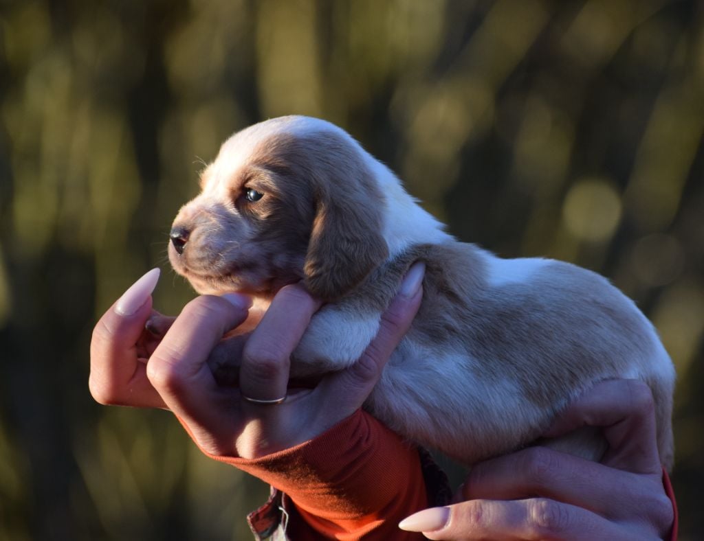 Femelle bicolore collier blanc