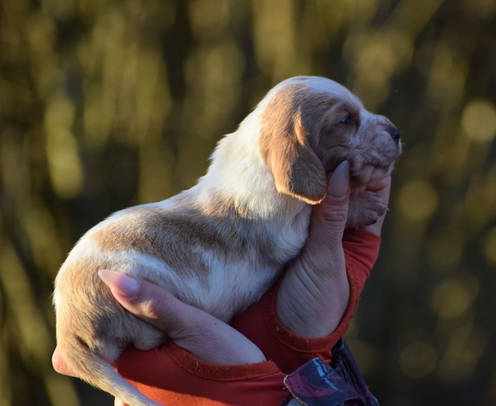 Femelle bicolore collier blanc