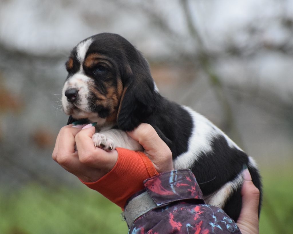 Femelle collier vert