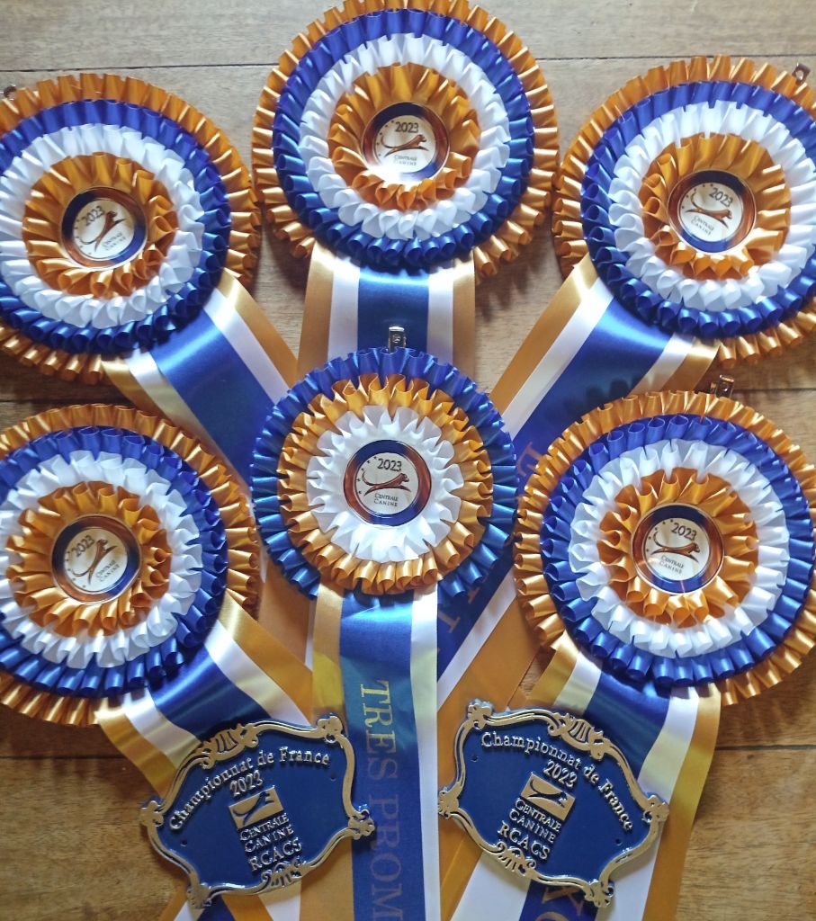 CH. Enaisa timpetoes - 1° EXCELLENT / RCACS / classe travail