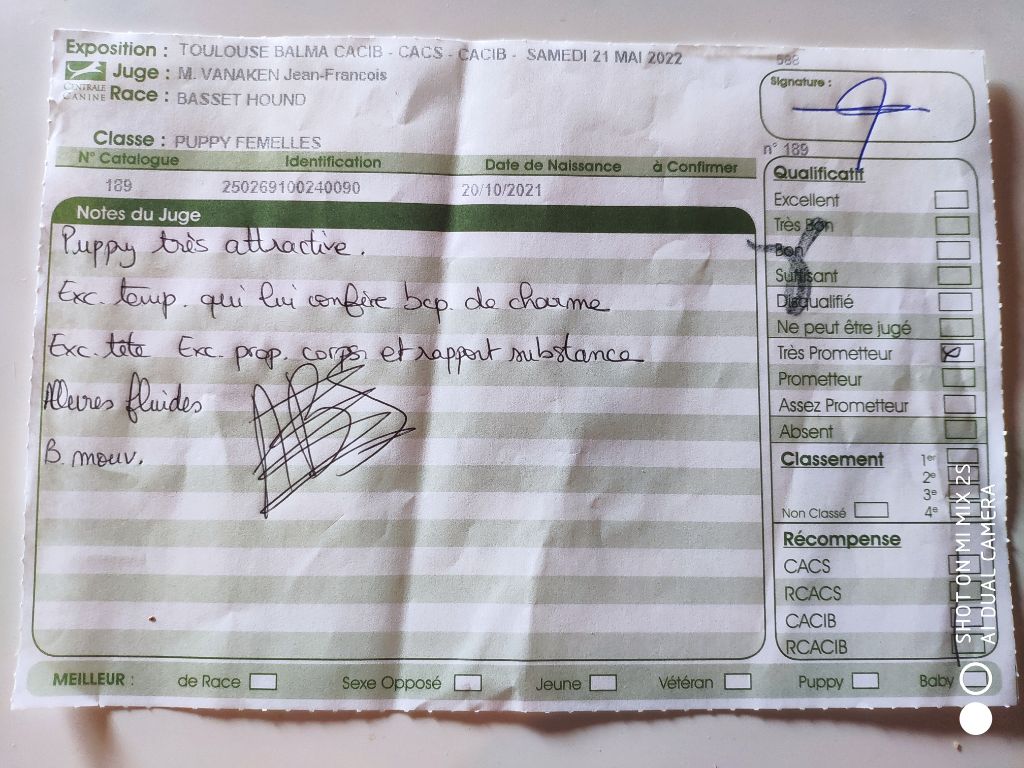 Smarties mini des Cotes de la Saunade - 1° TRÈS PROMETTEUR classe puppy