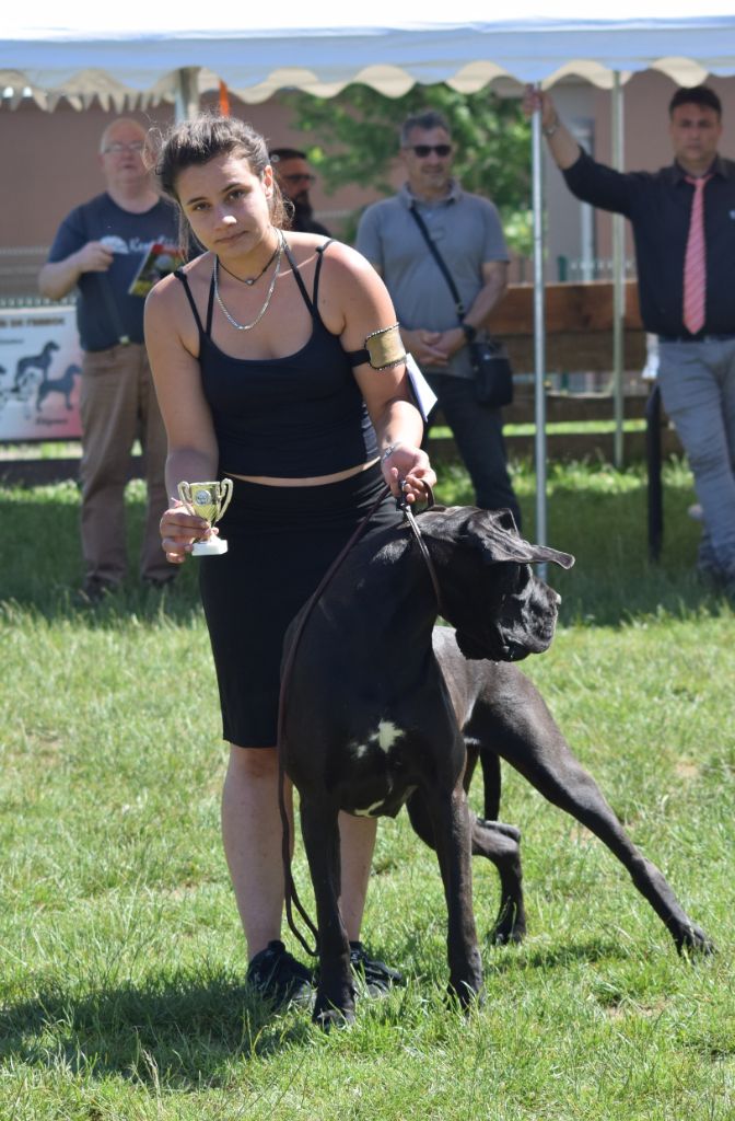 Nahema des Cotes de la Saunade - 2° excellent (classe ouverte)