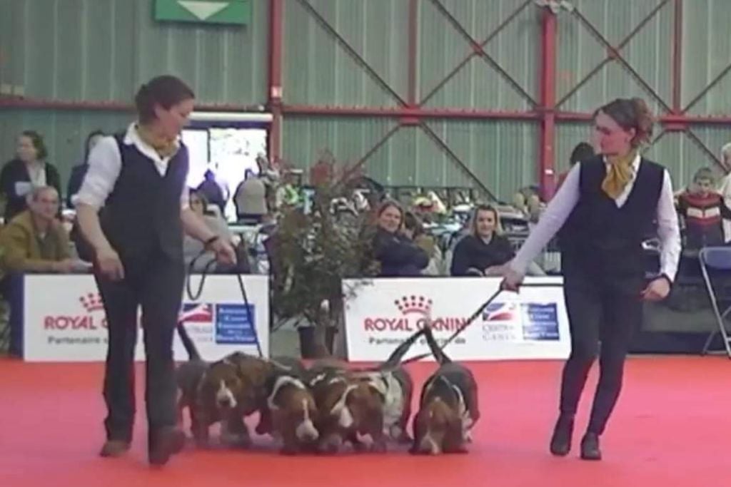 CH. Enaisa timpetoes - 1° EXCELLENT/ CACS / classe travail