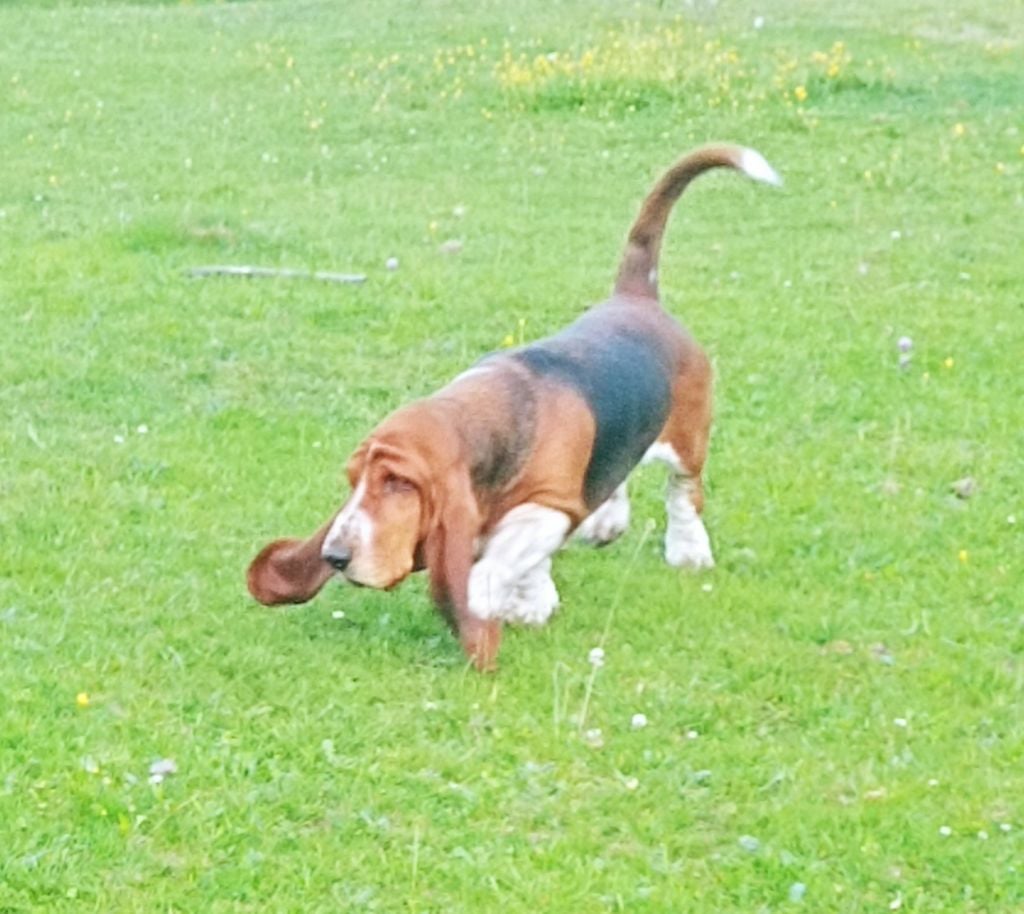 CH. Enaisa timpetoes - 1° EXCELLENT / CACS / BOS / classe travail