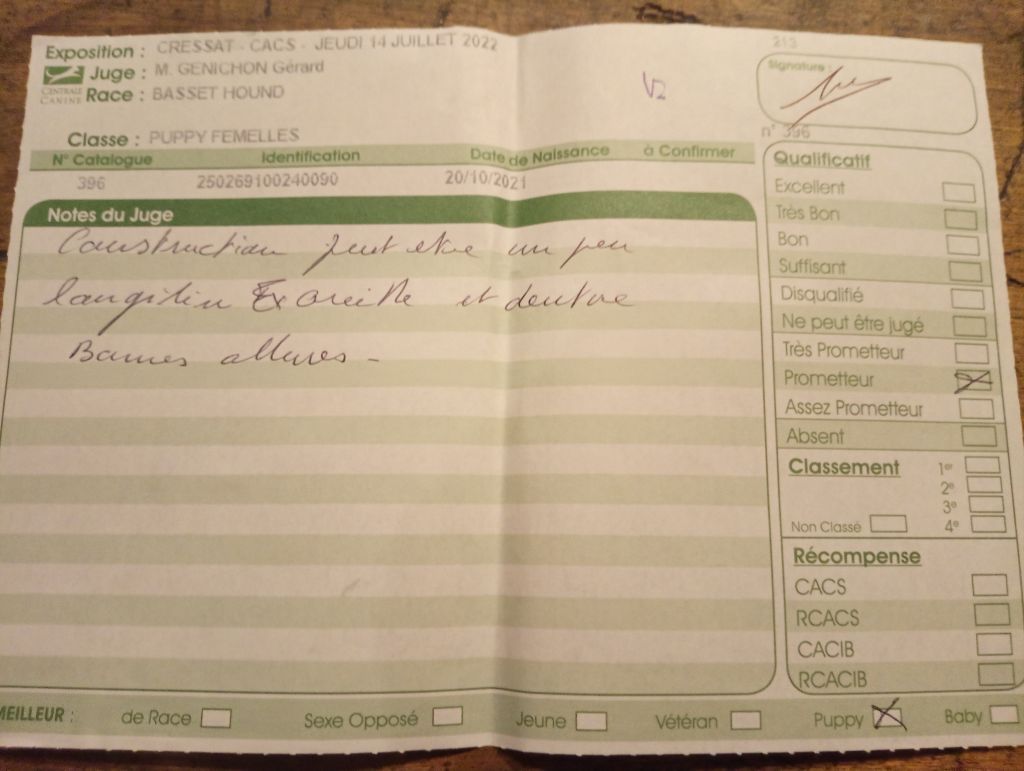 Smarties mini des Cotes de la Saunade - Prometteur / BOB puppy