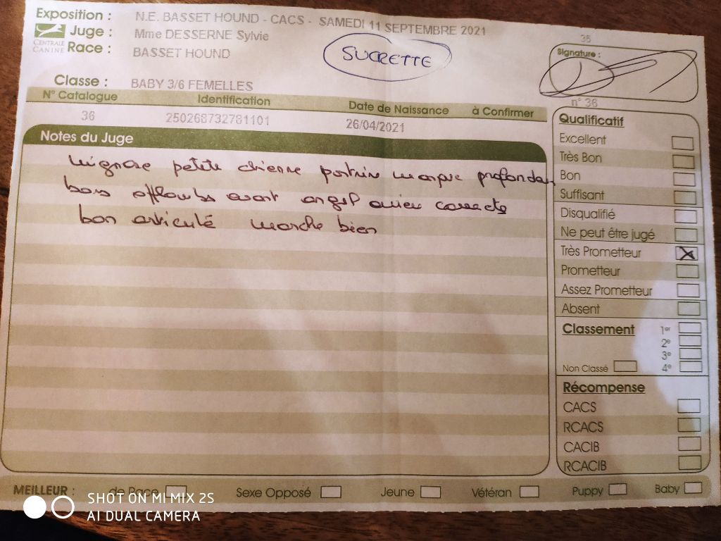 Sucrette des Cotes de la Saunade - TRÈS PROMETTEUR classe baby