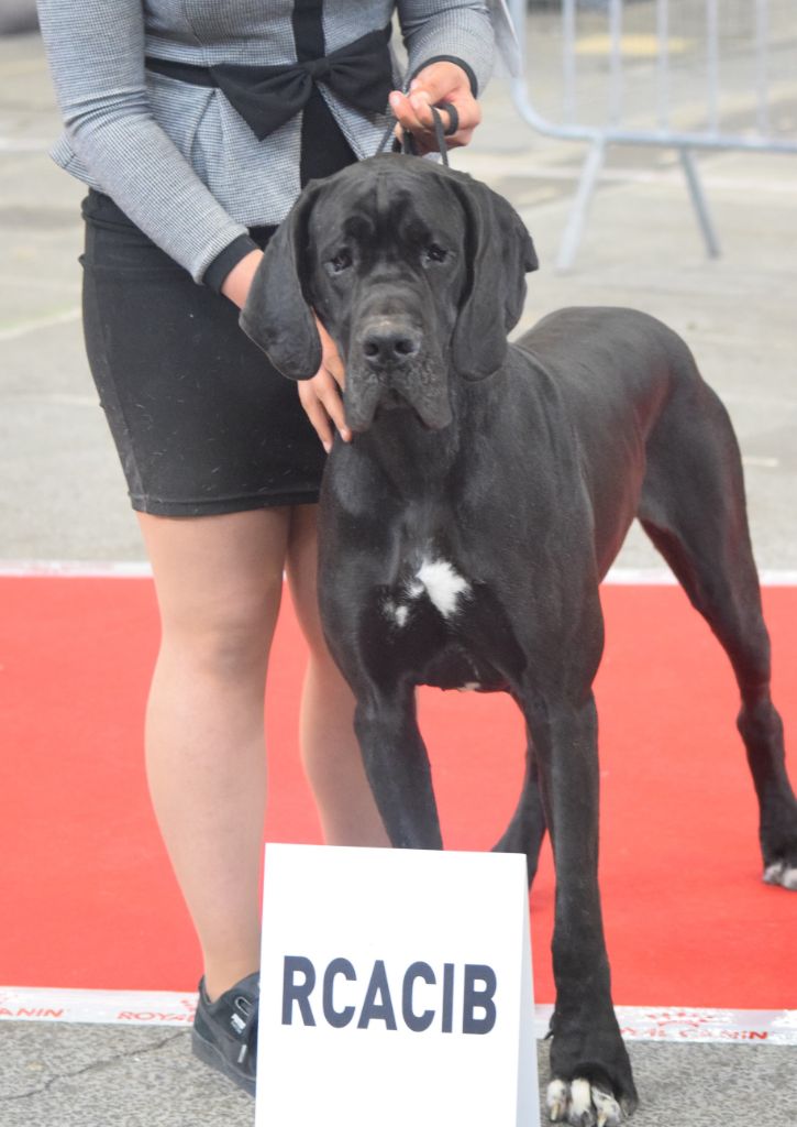 Nahema des Cotes de la Saunade - 1° excellent / CACS / RCACIB (classe ouverte)