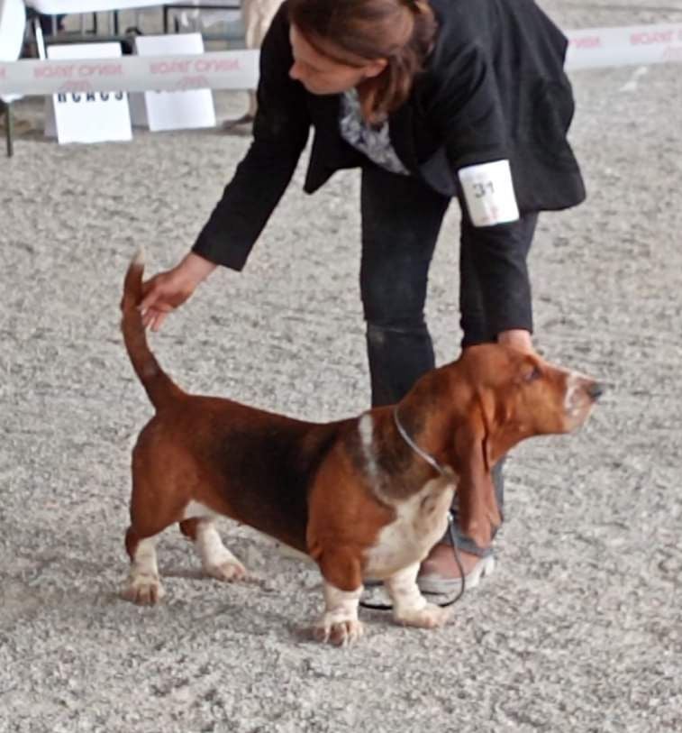 CH. Enaisa timpetoes - 1° EXCELLENT / CACS / classe travail