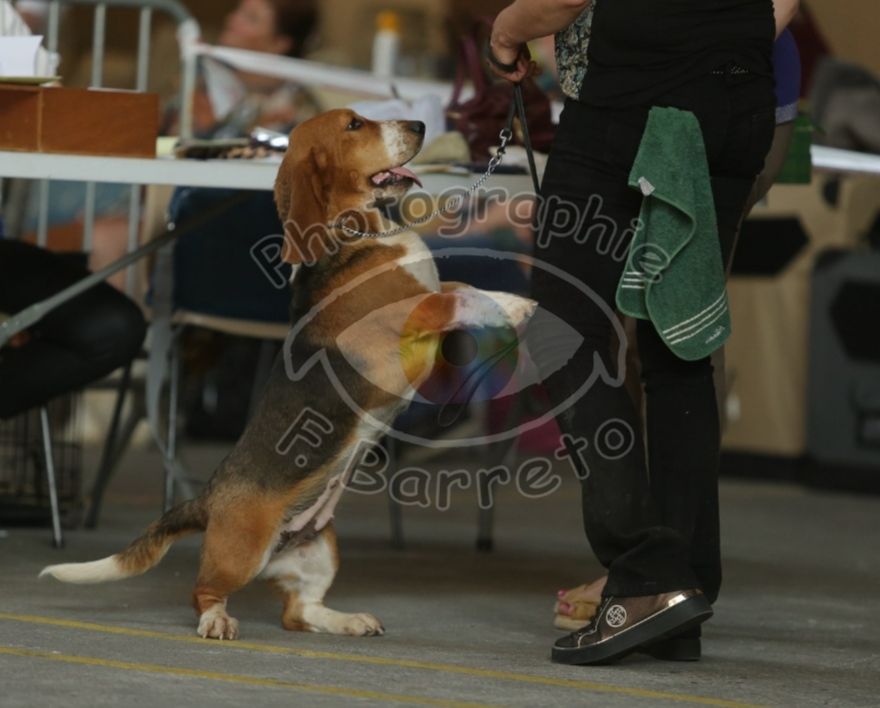 Smarties mini des Cotes de la Saunade - 1° TB / classe intermédiaire