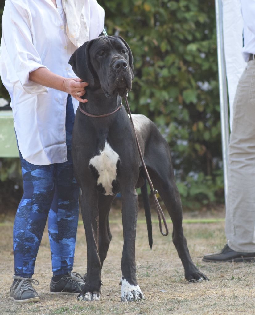 New zeus des Cotes de la Saunade - EXCELLENT classe ouverte