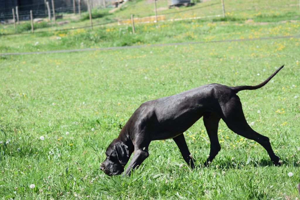 New zeus des Cotes de la Saunade - 1° Excellent / CACS / BOS (classe intermédiaire)