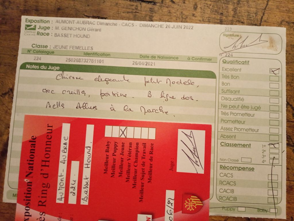 Sucrette des Cotes de la Saunade - 1° EXCELLENT / BOB jeune / classe jeune