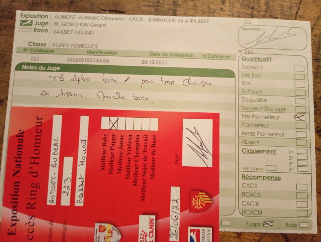 Smarties mini des Cotes de la Saunade - TRÈS PROMETTEUR / puppy.BOB