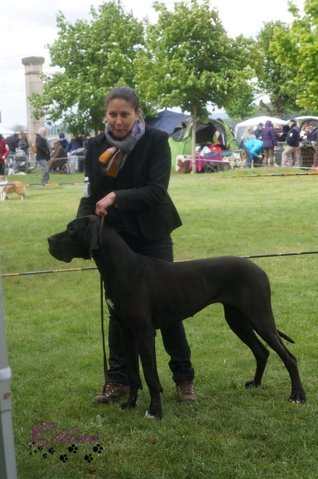 Nahema des Cotes de la Saunade - 1° excellent / CACS / BOB (classe ouverte)