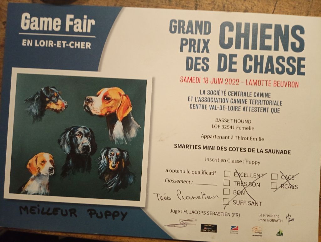 Smarties mini des Cotes de la Saunade - TRÈS PROMETTEUR / puppy.BOB