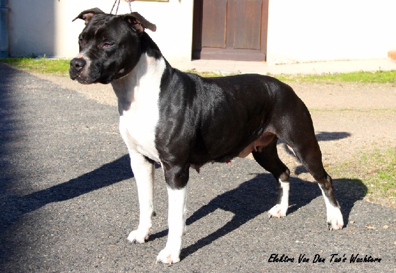 Publication : Thoresteel Auteur : Laura Légère