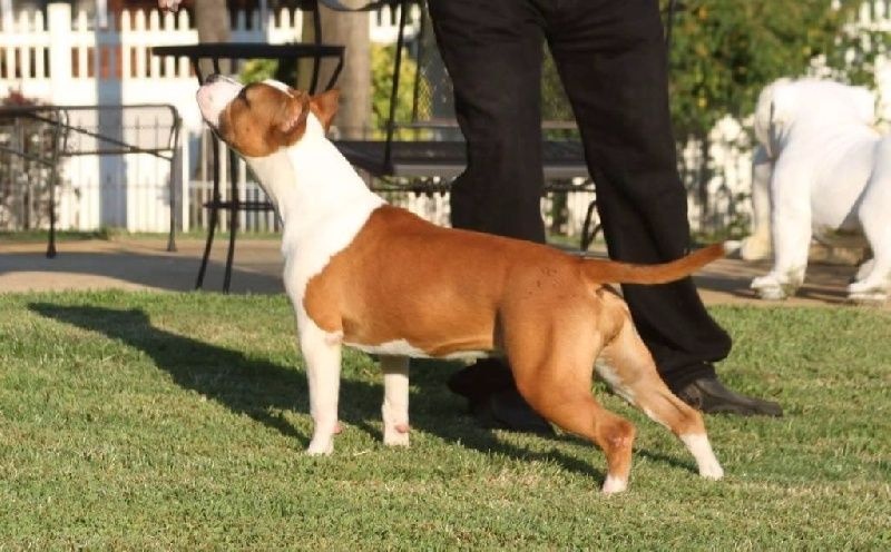 Thoresteel Mademoiselle paris for royal courts