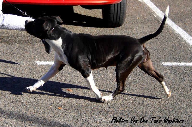 Publication : Thoresteel Auteur : Laura Légère