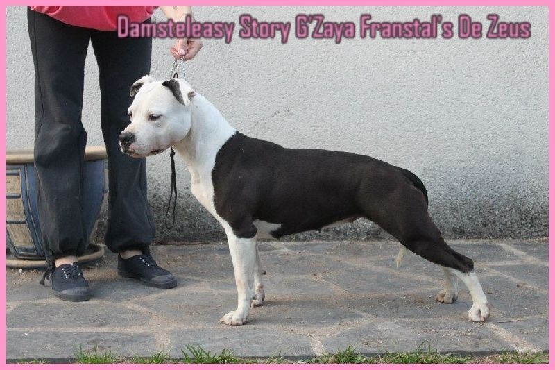 Damsteleasy Story G'zaya franstal's de zeus - 1ere Excellente CACS