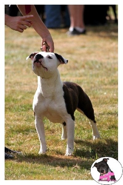 Damsteleasy Story G'zaya franstal's de zeus - 2eme Excellente